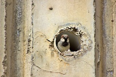 Passer domesticus