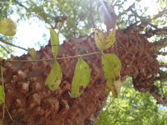 Zanthoxylum holtzianum