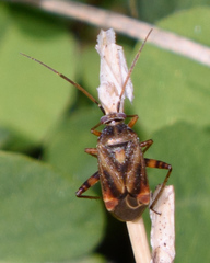 Polymerus basalis