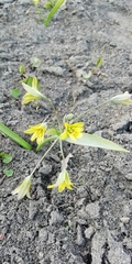 Gagea lutea