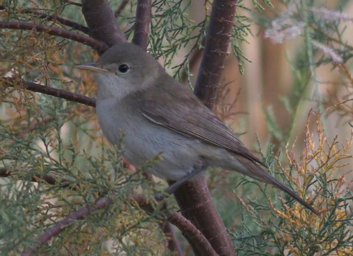 Western Olivaceous Warbler (Iduna opaca), photo 5