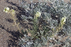 Erysimum concinnum