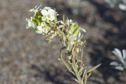 Image of Erysimum concinnum by (c) Arvel Hernandez, some rights reserved (CC BY-SA)