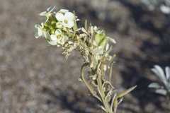 Erysimum concinnum