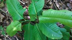 Triplaris americana