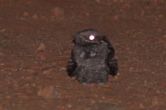 Caprimulgus ruficollis