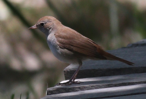 Ruiseñor común (Luscinia megarhynchos)