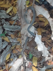 Thamnophis validus
