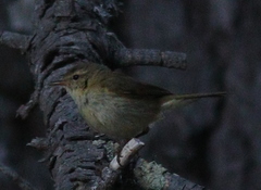 Phylloscopus ibericus