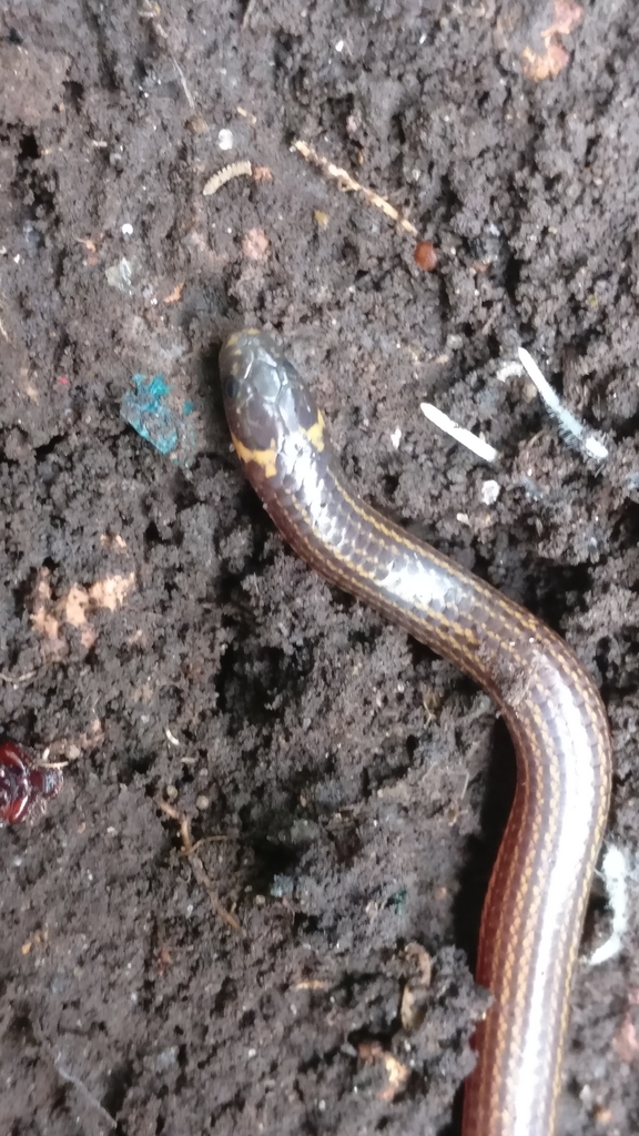 Travancore Hills Thorntail Snake