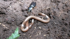 Platyplectrurus madurensis