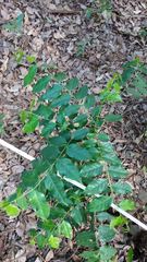 Casearia sylvestris