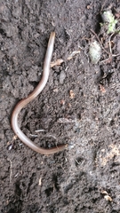 Platyplectrurus madurensis