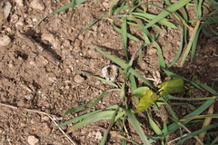 Colletes cunicularius