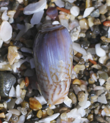 Oliva mustelina