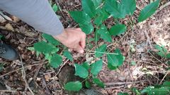 Handroanthus heptaphyllus