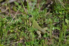 Lacerta diplochondrodes
