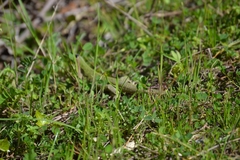 Lacerta diplochondrodes