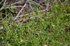 Lacerta diplochondrodes