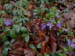 Vinca minor