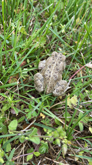 Anaxyrus fowleri