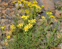 Senecio nevadensis malacitanus