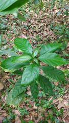 Gallesia integrifolia