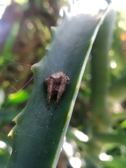 Parawixia audax