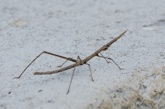 Stiphra robusta
