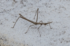 Stiphra robusta