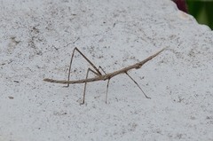 Stiphra robusta
