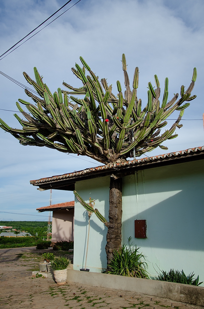 Cereus jamacaru