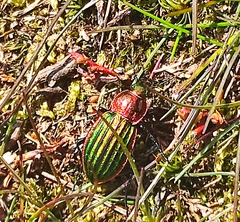 Carabus nitens