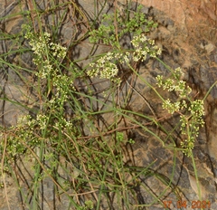 Galium ephedroides