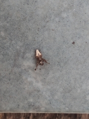 Uloborus plumipes