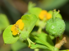 Euphorbia paniculata