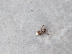 Uloborus plumipes