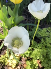 Anemone coronaria