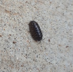 Armadillidium vulgare
