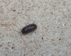 Armadillidium vulgare