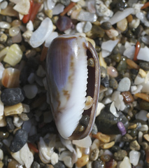 Oliva mustelina