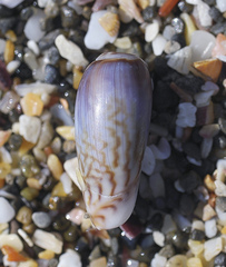 Oliva mustelina