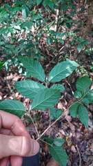 Campomanesia xanthocarpa