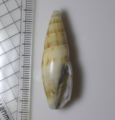 Nebularia inquinata