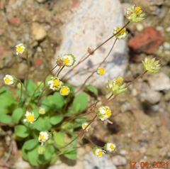 Bellis annua microcephala