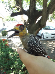 Melanerpes chrysogenys