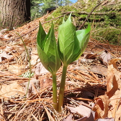 Trillium erectum