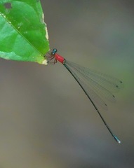 Amphicnemis gracilis