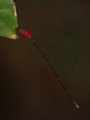 Amphicnemis gracilis