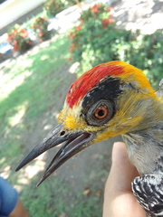 Melanerpes chrysogenys